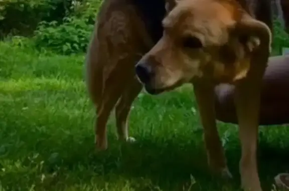 Потерянные животные Гончаровское сельское поселение, фото: Пропала собака Марли, Весенняя ул.