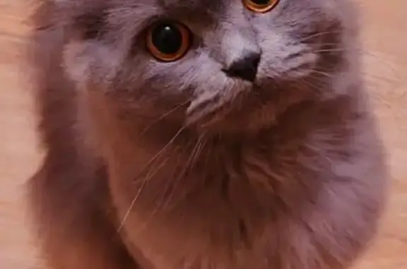 Пропала кошка, 3-я ул. Фрунзе, Шуя