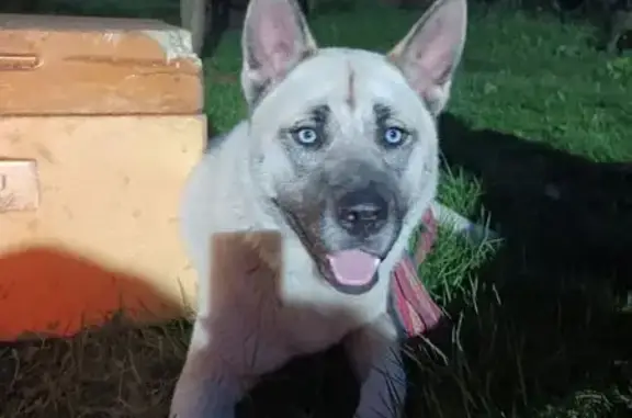 Хаски найдена на 18-й Западной, Ропшинское