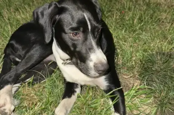 Собака найдена у м. Двигатель революции