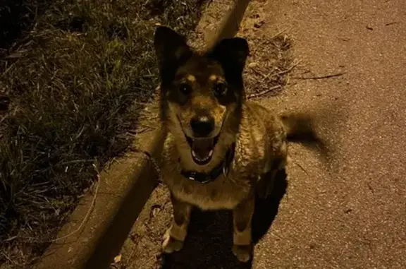 Собака найдена: Еловой проезд, 4, Тула