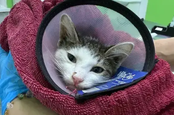 Снят с дерева котенок, предположительно 4 месяца. Пол не знаем. Котенок здоровый. Передан для осмотра и дальнейшего наблюдения в ветеринарный стационар. Срочно ищу старых или новых хозяев