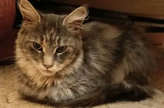 Найдена кошка на 40-летия Победы, 38Б