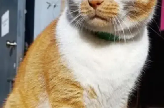 Кошки потеряшки, Хабаровск, фото: Потеряшка кошка, ул. Гагарина, 8, Хабаровск