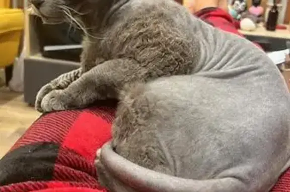 Пропала кошка, ул. Бушуева, 4, Зима