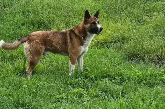 Найдена собака, , фото: Рыжий мальчик найден на ул. Мира, Трубников Бор