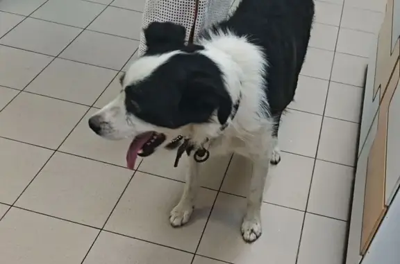 Найдена собака, Сиб. тракт 12/1, Екб