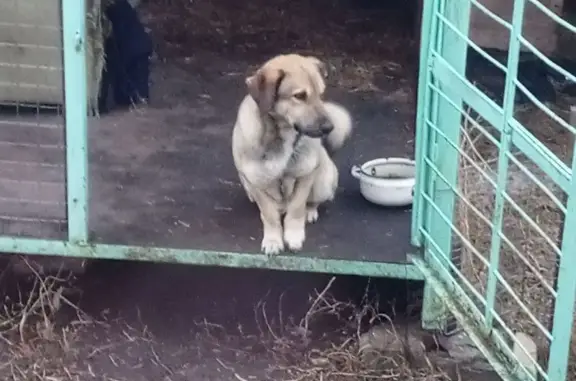 Пропала собака на ул. Лесная, Дубовый Умёт