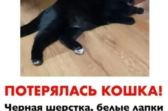 Пропала чёрная кошка, Архангельское ш. 79