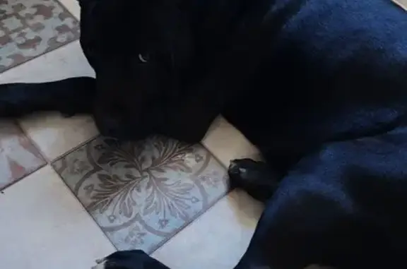 Найденные животные Норильск, фото: Собака найдена: ул. Нансена, 42, Норильск