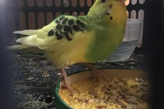 Найденные животные Шалушка, фото: Найден попугай, ул. Ципинова 149, Шалушка