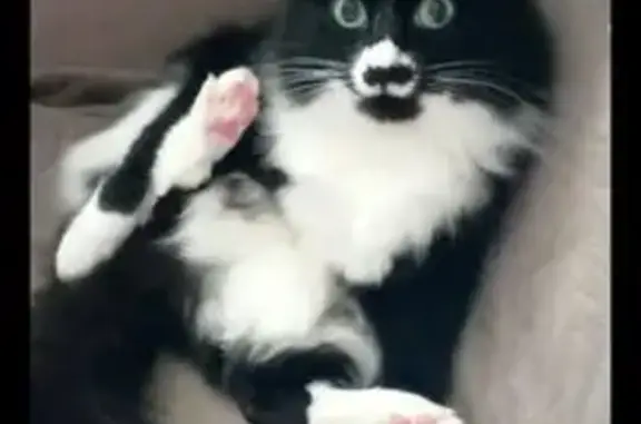 Кошки потеряшки, Красноярск, фото: Потеряшка кошка, Норильская ул. 4К, Крск