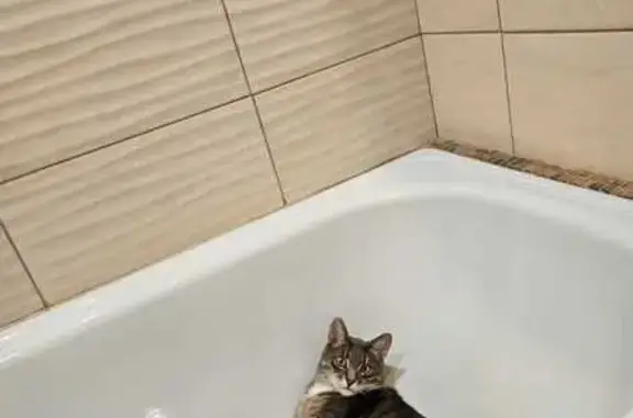 Кошки потеряшки, Тула, фото: Потеряшка кошка, ул. Акад. Павлова 34А, Тула