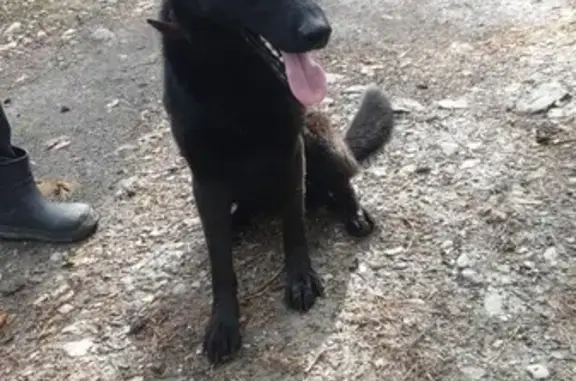 Найдена собака на Чемальском тракте