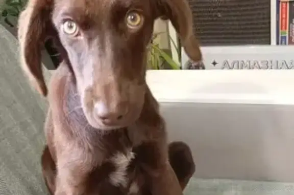 Найдена собака, Берёзовский сельсовет, фото: Собака найдена: Берёзовский с/с, Алтайский край