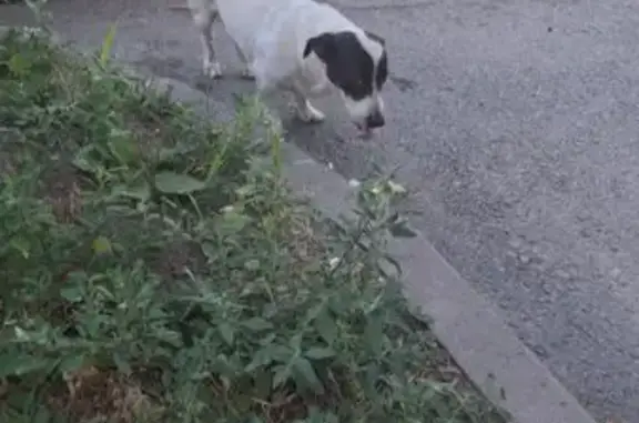 Найдена собака, 22-я линия 57, Ростов-на-Дону