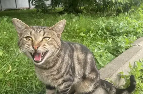Найдена кошка, Москва, фото: Найдена кошка, Нагатинская ул., 2, Москва