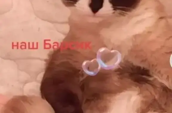 Пропала кошка, ул. Свердлова, 30, Качканар