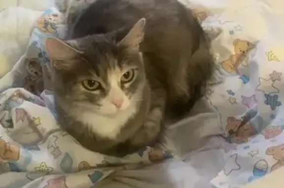 Кошки потеряшки, Краснокаменск, фото: Потеряшка кошка, Центральная ул., Краснокаменск