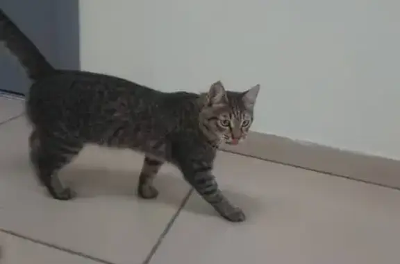 Найденные животные Нижний Тагил, фото: Кошка найдена, ждем хозяина: Красноармейская 79