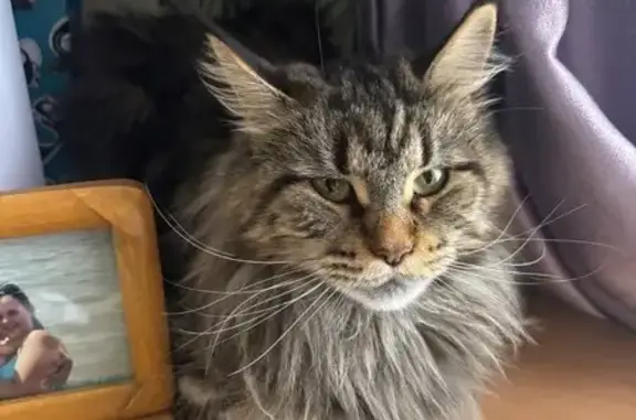 Пропала кошка, ул. Изыскателей, 13, Ноябрьск