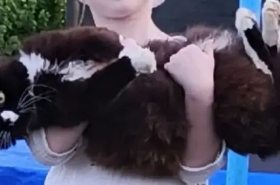 Пропала кошка, ул. Щепкина, 9 к1