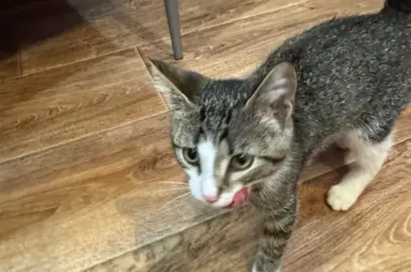 Кошка найдена: Локомотивная 33, Ижевск