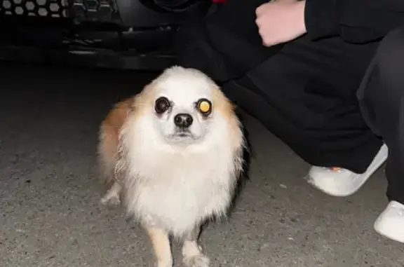 Найдена собака, Буланаш, фото: Найдена собака, ул. Полярников, 15