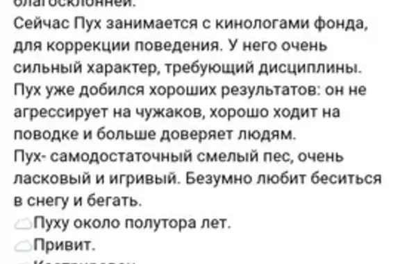 Найдена собака, Екатеринбург, фото: Собака найдена, пр. Ленина, Екатеринбург