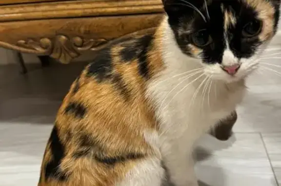 Найдена кошка, Назарово, фото: Кошка найдена, ул. Арбузова, 86В, Назарово