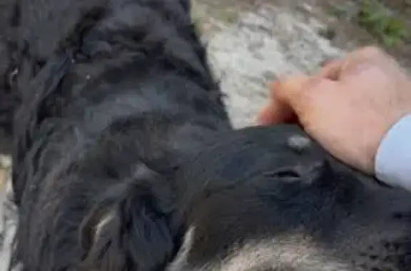 Найдена собака, , фото: Найдена собака у 71Н-1720, Железный Перебор