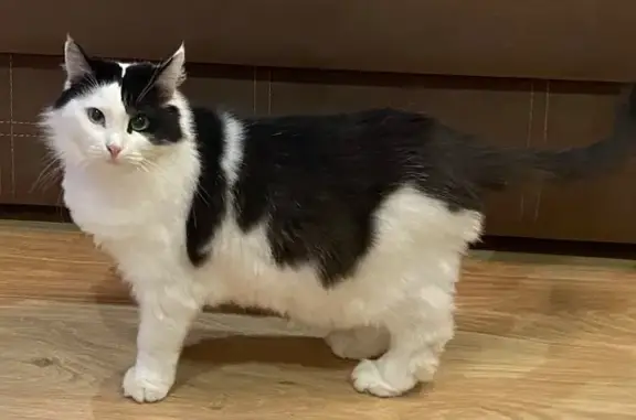 Кошки потеряшки, Киров, фото: Потеряшка кот Барсик, Современная 3/1, Киров