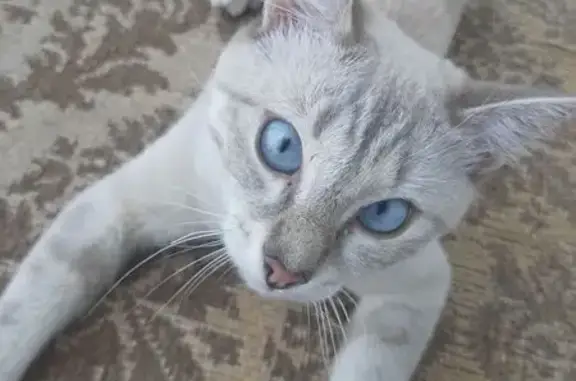 Пропала кошка, ул. Геологов, 1, Томск