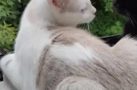 Кошки потеряшки, Челябинск, фото: Потеряшка кошка, ул. Коммунаров, 12, Челябинск