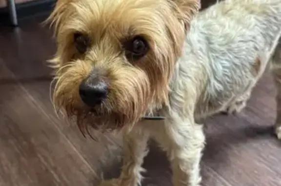 Найдена собака, Самара, фото: Йорк найден на Красноглинском ш., Самара