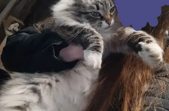 Пропала кошка Машка, ул. Ивановского 10/1