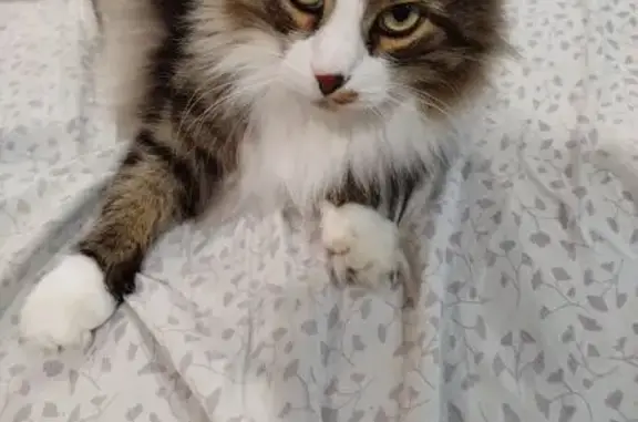 Кошки потеряшки, Симферополь, фото: Потеряшка кошка, Киевская 98А, Симферополь