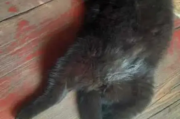 Пропала кошка на ул. Свободы, Борисоглебск