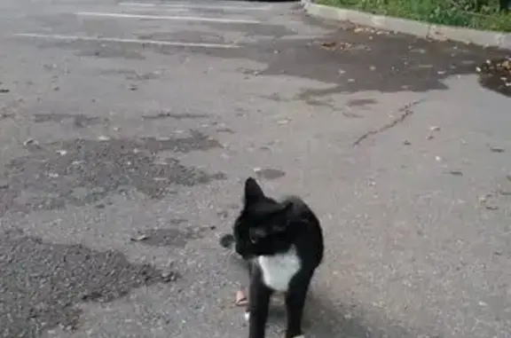 Найдена кошка, Долгопрудный, фото: Кошка найдена: Лихачёвское шоссе, 9