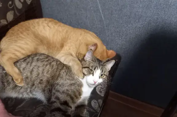 Кошки потеряшки, Нижневартовск, фото: Потеряшка кошка, Лопарева 8/1, Нижневартовск