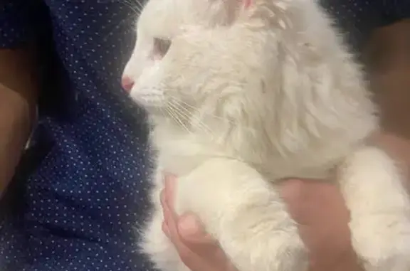 Белый кот найден, Осиново, Садовая ул.