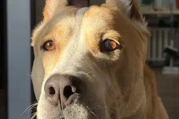 Собаки потеряшки, Луга, фото: Потеряшка собака, Дачная ул. 21, Луга