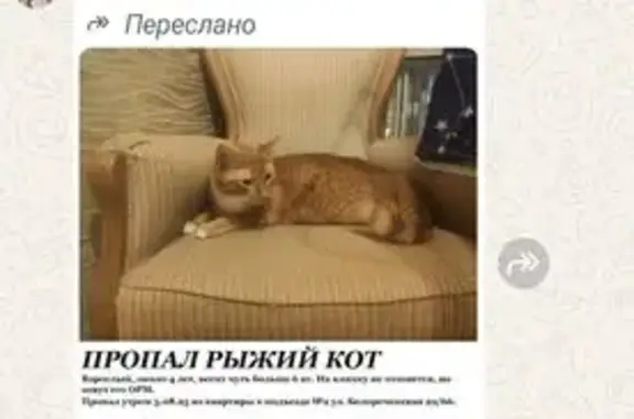 Кошки потеряшки, Москва, фото: Потеряшка кот, Белореченская 22/66, Москва