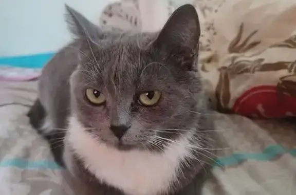 Пропала кошка, ул. Металлургов, 9, Саранск