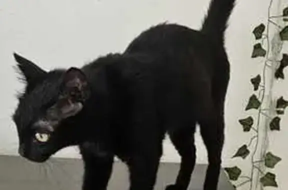 Найденные животные городской округ Бердск, фото: Черная кошка найдена на Белокаменный, 10