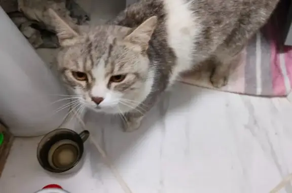 Кошка найдена на Моршанское шоссе, 6