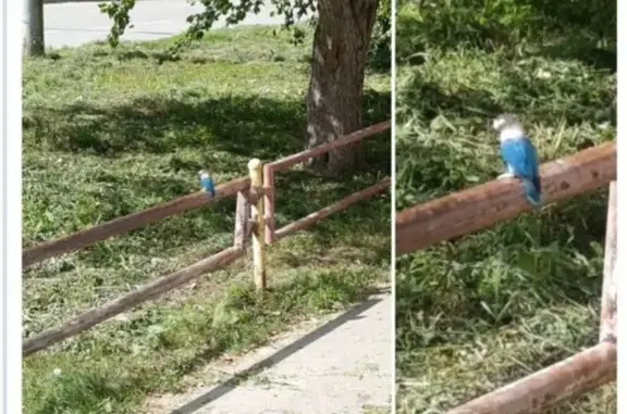 Пропала птица, пр. Победы 39А, Каменск