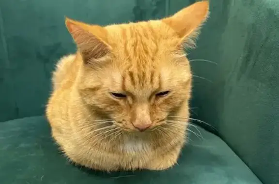 Найдена кошка, Архангельск, фото: Кошка найдена на Воскресенской, 114, Арх.