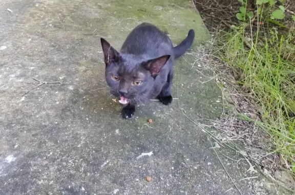 Чёрная кошка найдена на ул. Ткача, 2