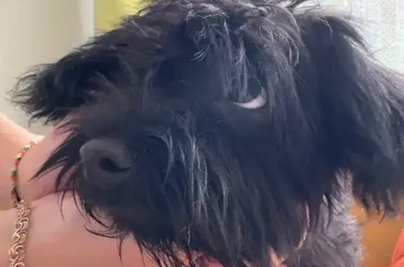 Найдена собака, Клин, фото: Найдена собака, ул. Гагарина, 45, Клин